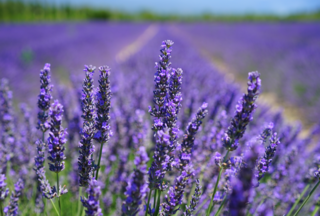 Purple lavender flowers growing in a field.