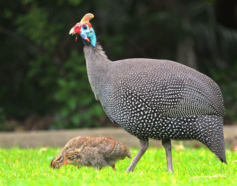 An adult guinea fowl with a young bird on grass.