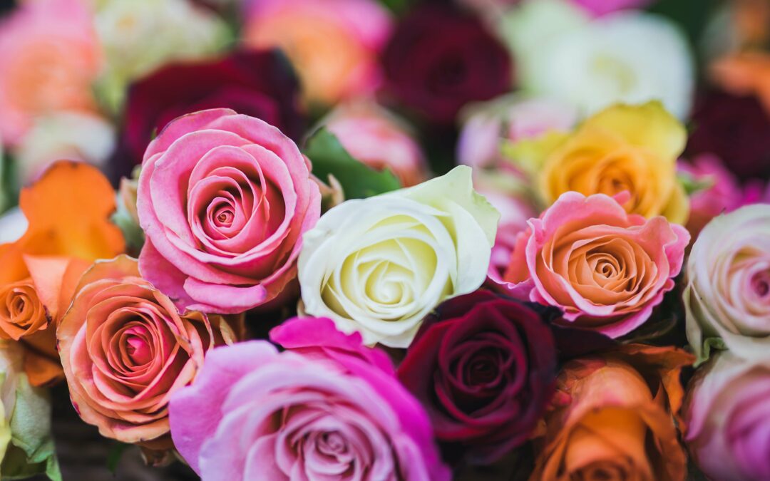 Pink, purple and yellow roses.