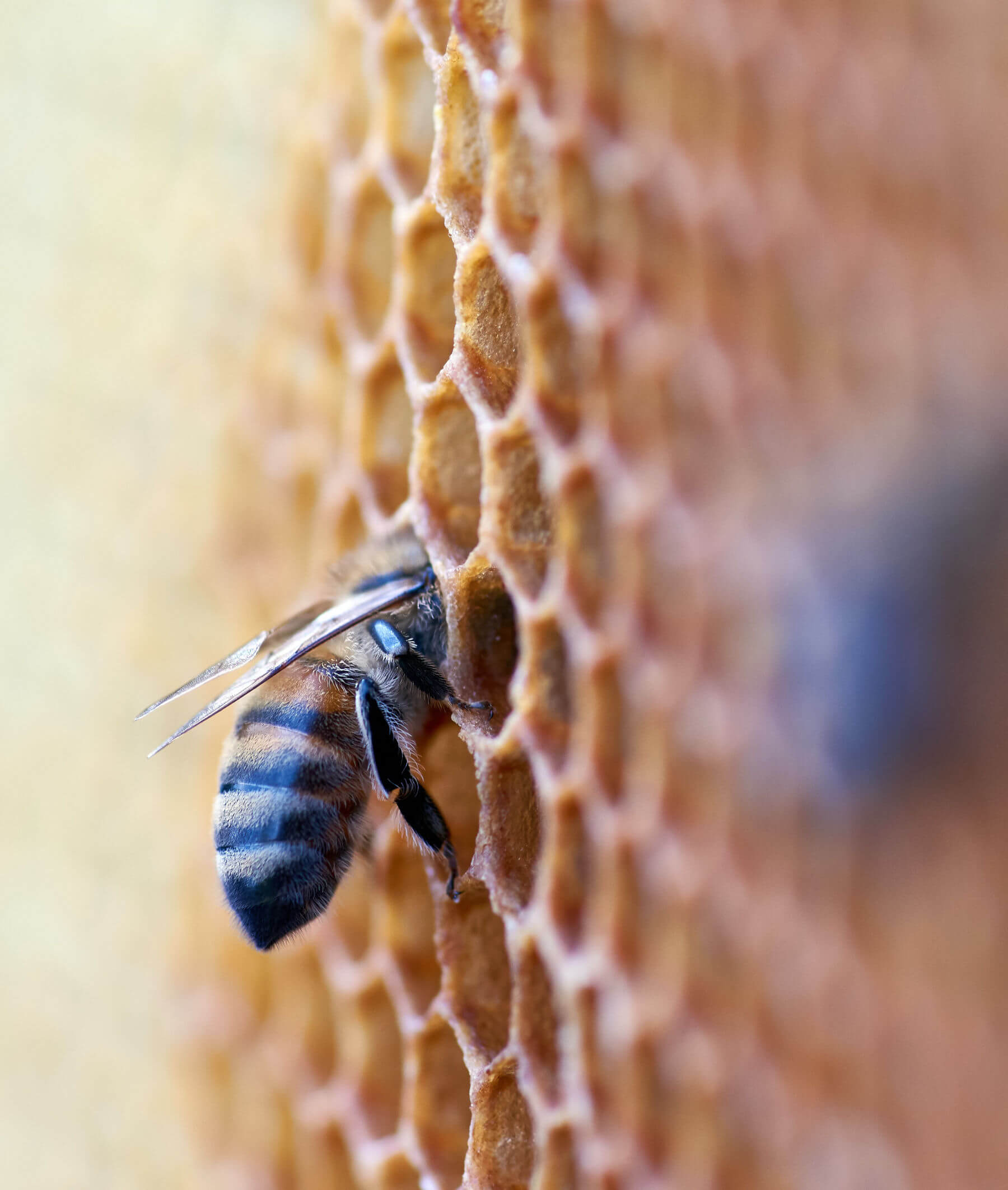 A honey bee exploring the wax cells of a honeycomb