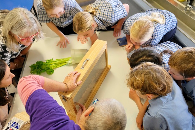 Children and adults gathered around an enclosed observation hive during a beekeeping workshop